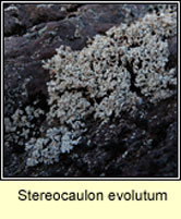 Stereocaulon evolutum