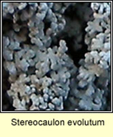 Stereocaulon evolutum