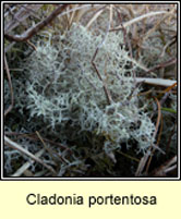 Cladonia portentosa