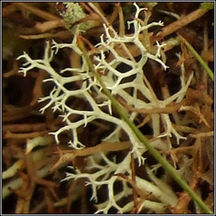 Cladonia portentosa