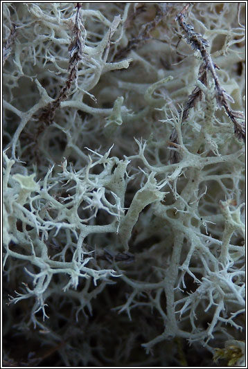 Cladonia portentosa