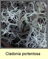 Cladonia portentosa