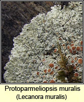 Protoparmeliopsis muralis, Lecanora muralis