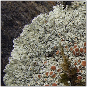 Lecanora muralis