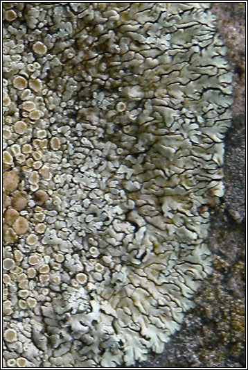 Lecanora muralis