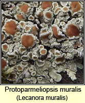 Protoparmeliopsis muralis, Lecanora muralis