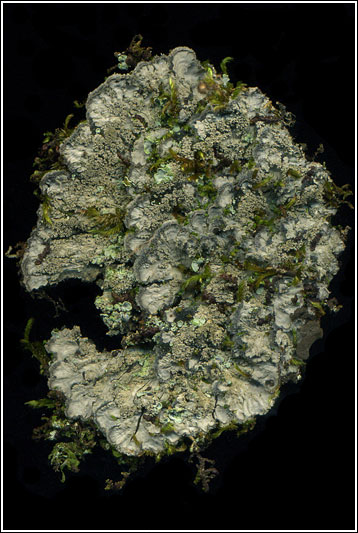 Degelia atlantica