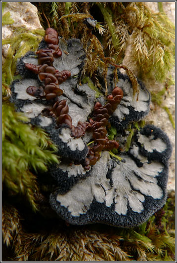 Degelia atlantica