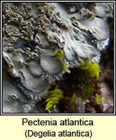 Pectenia atlantica, Degelia atlantica