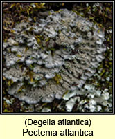 Pectenia atlantica, Degelia atlantica