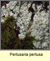 Pertusaria pertusa