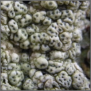 Pertusaria pertusa