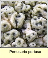 Pertusaria pertusa