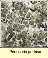 Pertusaria pertusa