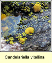 Candelariella vitellina