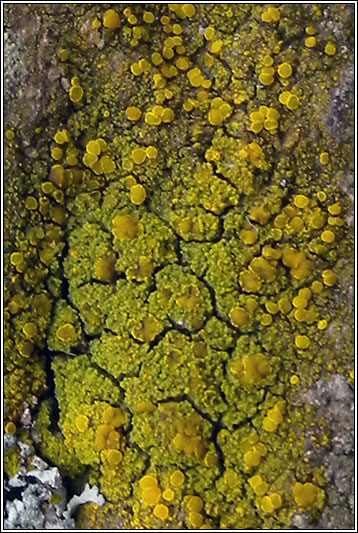 Candelariella vitellina