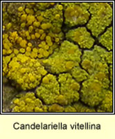 Candelariella vitellina