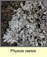 Physcia caesia