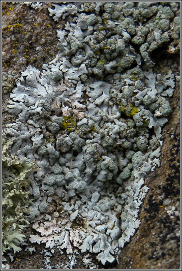 Physcia caesia
