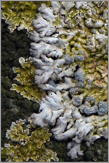 Physcia caesia