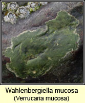 Wahlenbergiella mucosa, Verrucaria mucosa