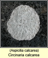 Circinaria calcarea, Aspicilia calcarea