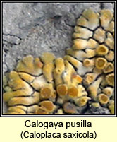 Calogaya pusilla, Caloplaca saxicola