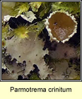 Parmotrema crinitum, fertile
