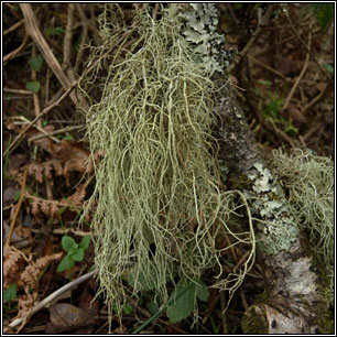 Usnea fragilescens