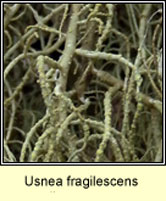 Usnea fragilescens