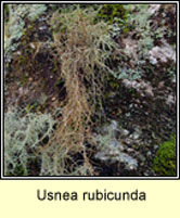 Usnea rubicunda