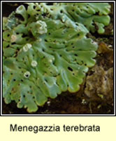 Menegazzia terebrata 