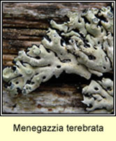 Menegazzia terebrata 