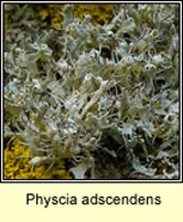 Physcia adscendens