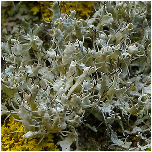 Physcia adscendens