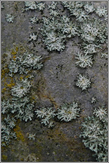 Physcia adscendens