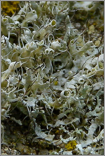 Physcia adscendens