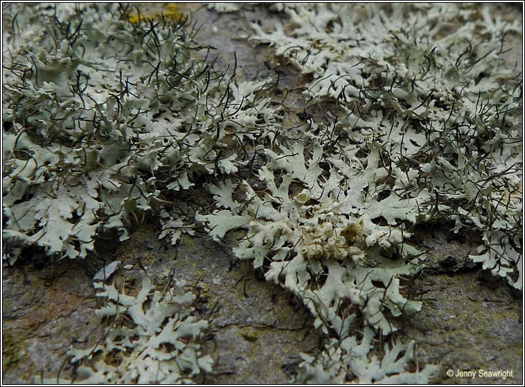 Physcia adscendens