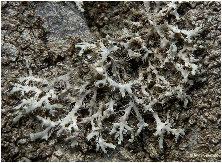 Physcia adscendens