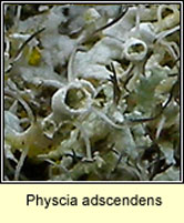 Physcia adscendens