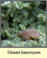 Dibaeis baeomyces