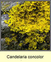 Candelaria concolor