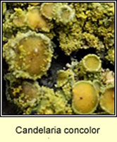 Candelaria concolor