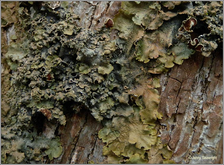 Lobaria virens