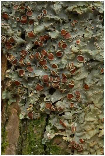 Lobaria virens