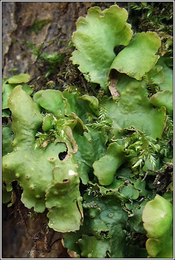 Lobaria virens