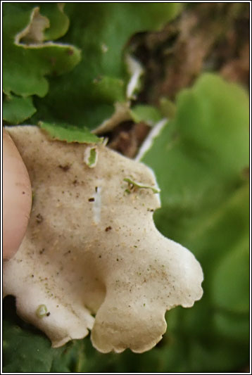 Lobaria virens