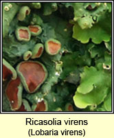 Ricasolia virens, Lobaria virens