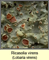 Ricasolia virens, Lobaria virens