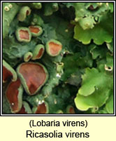 Ricasolia virens, Lobaria virens